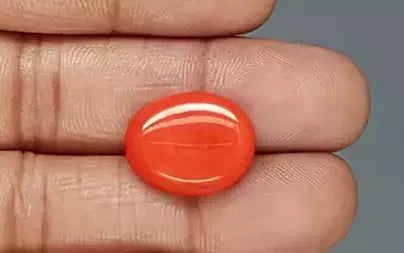 Red Coral (Moonga) - 13.66 Carats