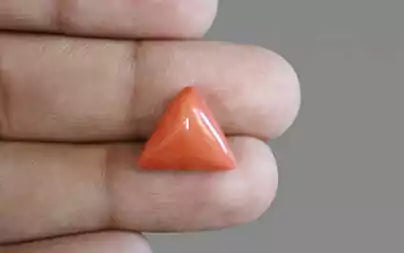 Red Coral (Moonga) - 7.51 Carats