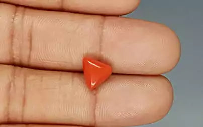 Red Coral (Moonga) - 3.25 Carats