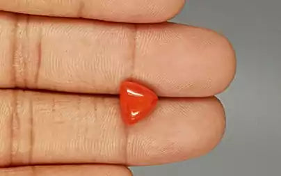 Red Coral (Moonga) - 3.10 Carats