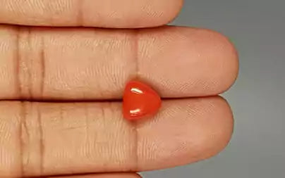 Red Coral (Moonga) - 3.07 Carats