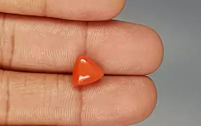 Red Coral (Moonga) - 3.59 Carats