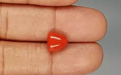 Red Coral (Moonga) - 3.38 Carats