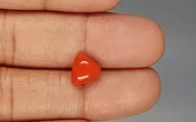 Red Coral (Moonga) - 3.19 Carats