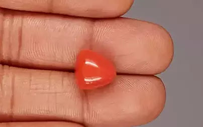 Red Coral (Moonga) - 8.86 Carats