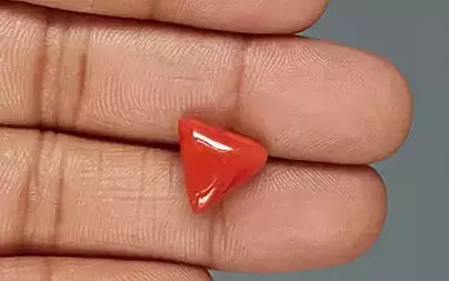 Red Coral (Moonga) - 6.14 Carats