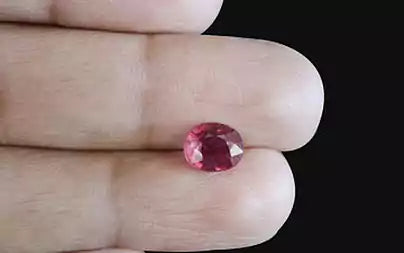 Ruby - 1.75 Carats (Manik - 1.91 Ratti)