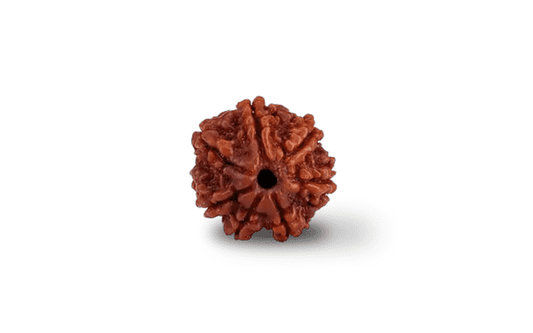 Natural 7 Mukhi Rudraksha (Nepali) - Saat Mukhi