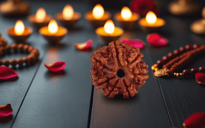 Natural 7 Mukhi Rudraksha (Nepali) - Saat Mukhi