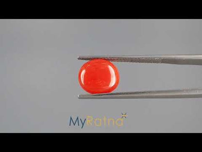 Red Coral (Moonga) - 3.97 Carats