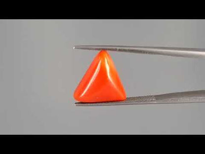 Red Coral (Moonga) - 8.06 Carats