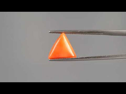 Red Coral - 3.03 Carats (Moonga - 3.30 Ratti)