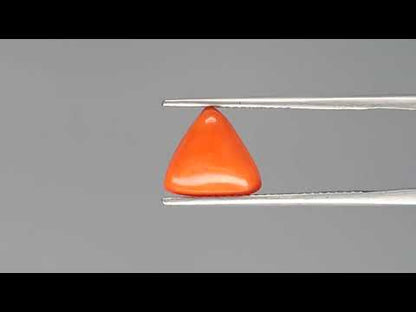 Red Coral (Moonga) - 2.74 Carats