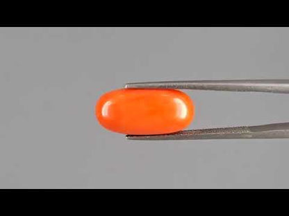 Red Coral - 6.52 Carats (Moonga - 7.11 Ratti)