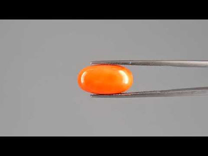 Red Coral (Moonga) - 7.14 Carats