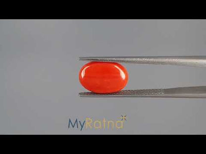 Red Coral (Moonga) - 4.81 Carats