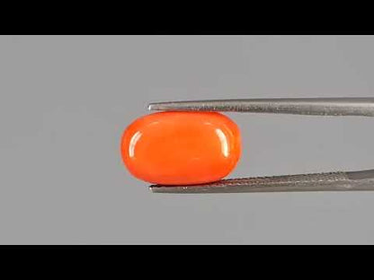 Red Coral - 4.93 Carats (Moonga - 5.37 Ratti)