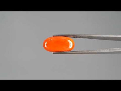 Red Coral (Moonga) - 7.48 Carats