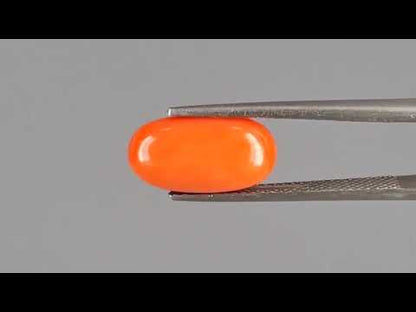 Red Coral (Moonga) - 3.82 Carats