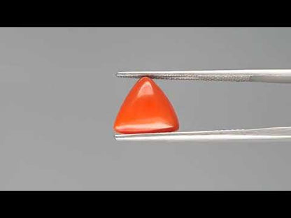 Red Coral (Moonga) - 2.90 Carats