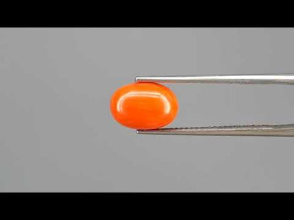 Red Coral - 3.89 Carats (Moonga - 4.24 Ratti)