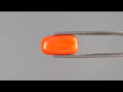 Red Coral (Moonga) - 4.65 Carats