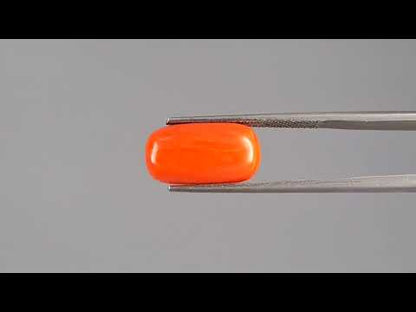 Red Coral - 7.90 Carats (Moonga - 8.61 Ratti)