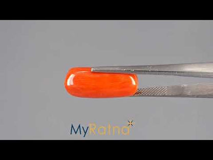 Red Coral (Moonga) - 13.34 Carats