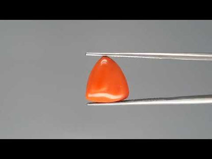 Red Coral (Moonga) - 5.80 Carats