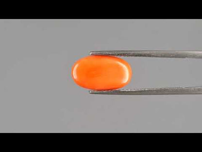 Red Coral - 4.01 Carats (Moonga - 4.37 Ratti)