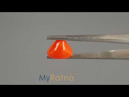 Red Coral (Moonga) - 3.40 Carats