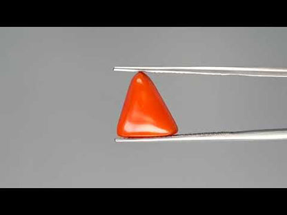 Red Coral (Moonga) - 5.70 Carats