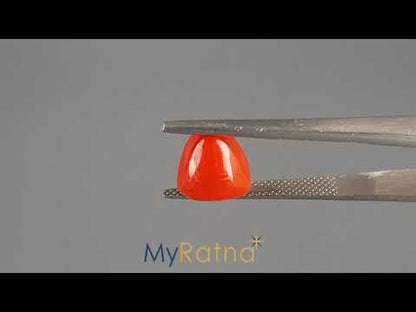 Red Coral (Moonga) - 3.38 Carats