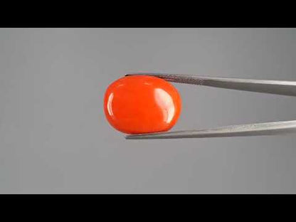 Red Coral - 17.91 Carats (Moonga - 19.52 Ratti)