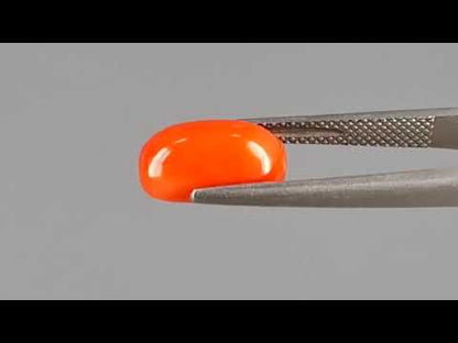 Red Coral (Moonga) - 4.11 Carats