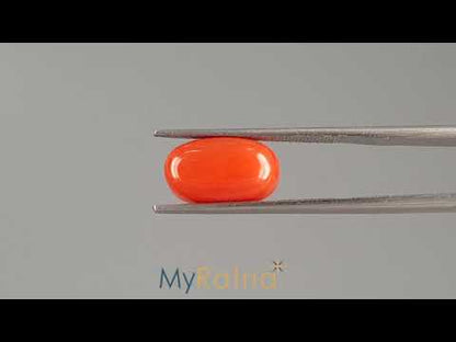 Red Coral (Moonga) - 5.53 Carats