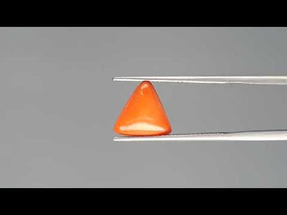 Red Coral (Moonga) - 3.40 Carats