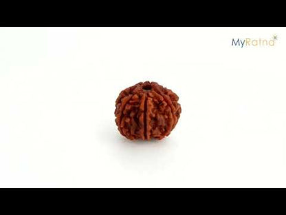 Natural 7 Mukhi Rudraksha (Nepali) - Saat Mukhi