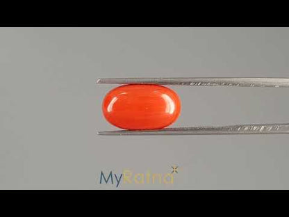 Red Coral (Moonga) - 5.96 Carats