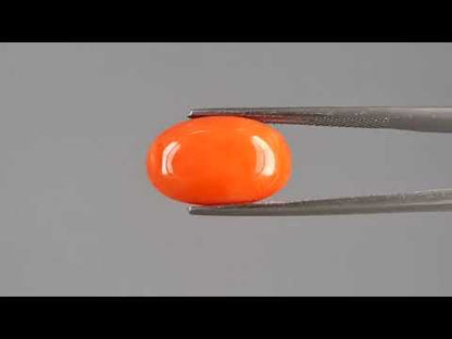 Red Coral (Moonga) - 8.53 Carats