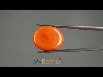 Red Coral (Moonga) - 13.66 Carats