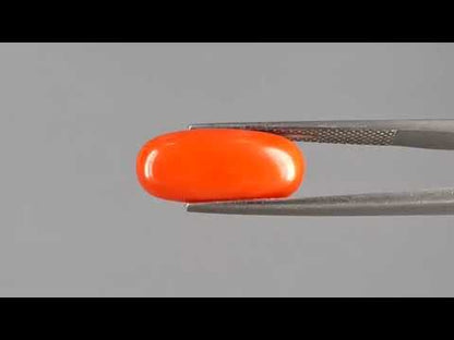 Red Coral - 6.00 Carats (Moonga - 6.54 Ratti)