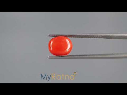 Red Coral (Moonga) - 3.28 Carats