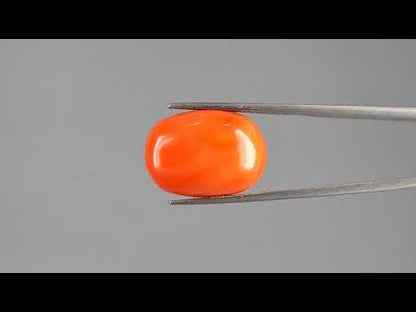 Red Coral - 22.28 Carats (Moonga - 24.29 Ratti)