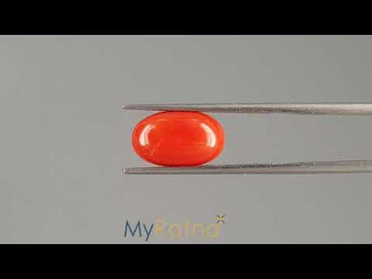 Red Coral (Moonga) - 5.26 Carats