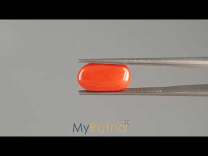 Red Coral (Moonga) - 4.56 Carats