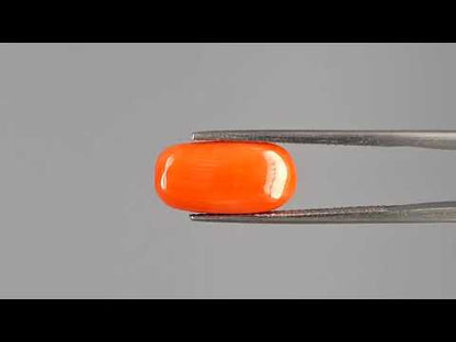 Red Coral (Moonga) - 5.14 Carats