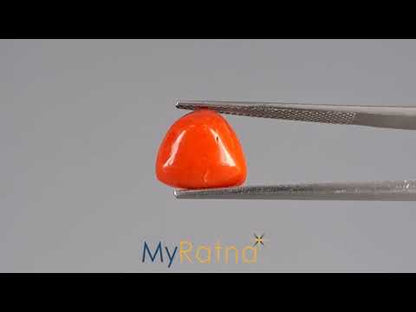 Red Coral (Moonga) - 5.95 Carats