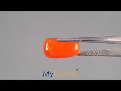 Red Coral (Moonga) - 15.87 Carats