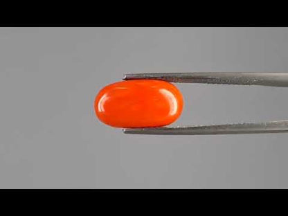 Red Coral - 4.27 Carats (Moonga - 4.65 Ratti)